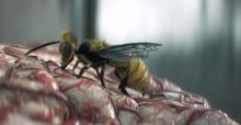 Wasp eating human brain